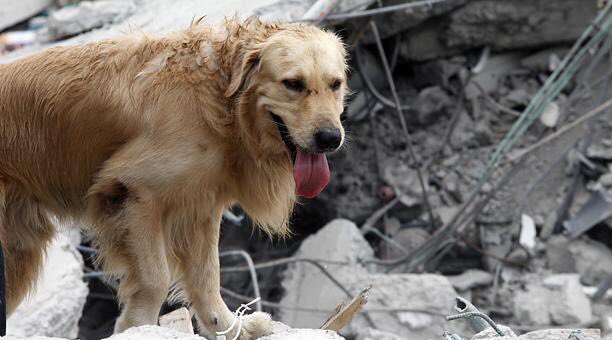 Formas de ayudar en caso de un terremoto - Mujer de 10