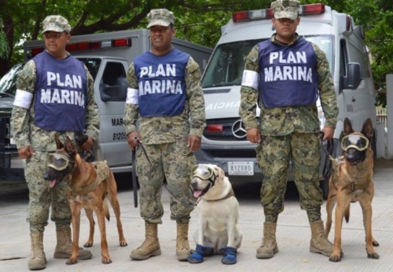 Los héroes de cuatro patas que están salvando México 0