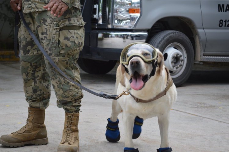 Los héroes de cuatro patas que están salvando México 2