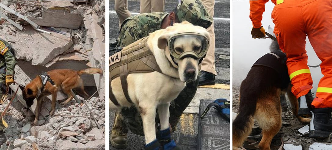 Los héroes de cuatro patas que están salvando México