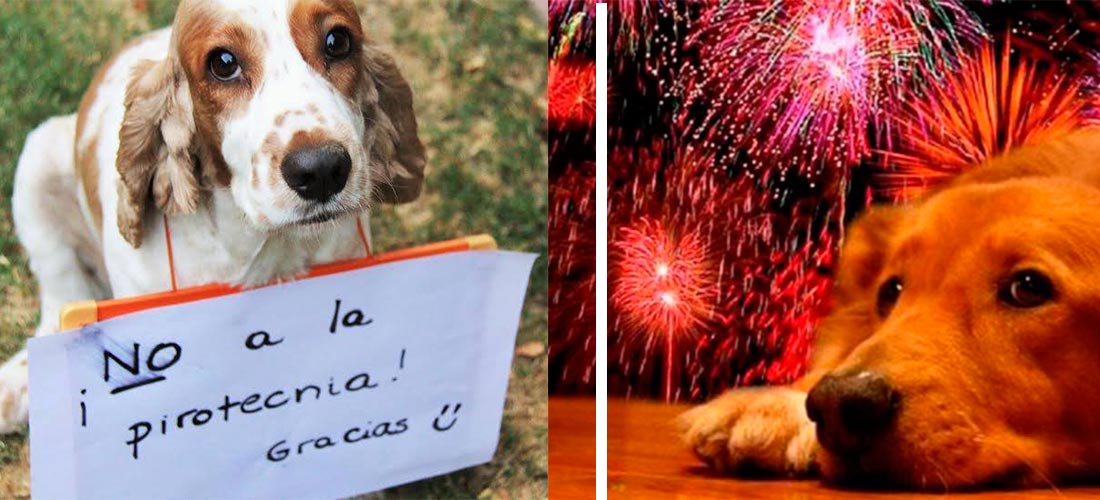 5 formas de calmar a tu mascota cuando hay pirotecnia