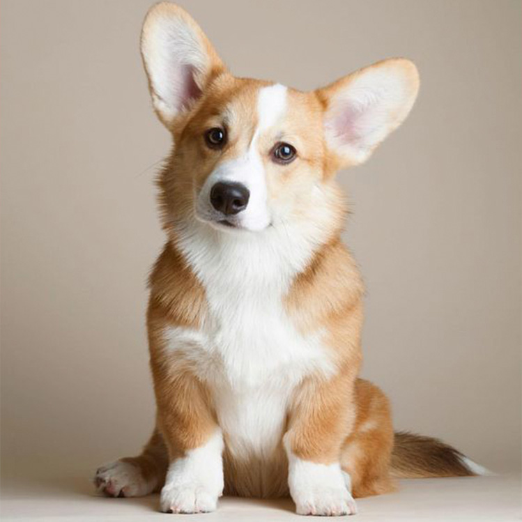 10 razones por las cuales debes tener un corgi