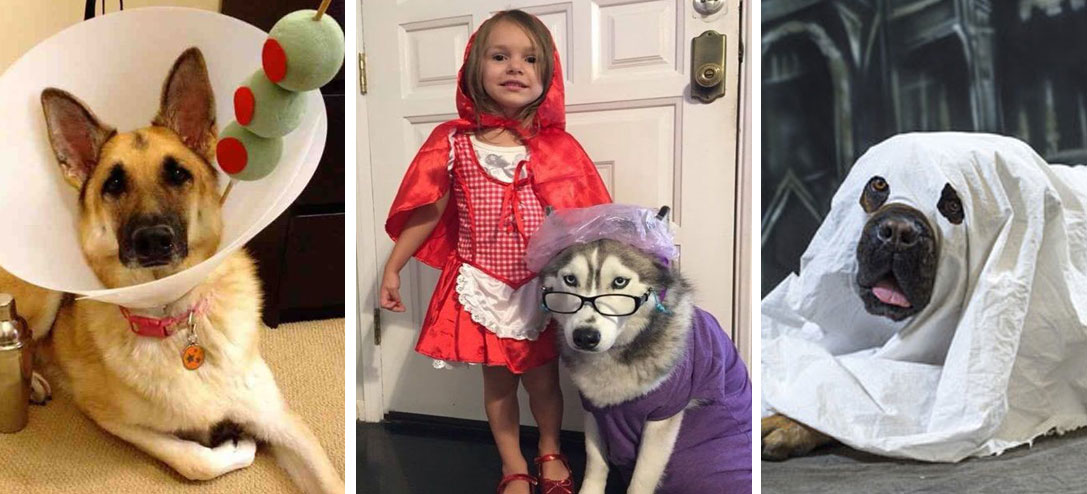 5 ideas DIY para que tu mascota se disfrace este Halloween