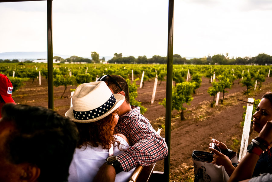 Fiesta de la Vendimia: el evento ideal para las amantes del vino