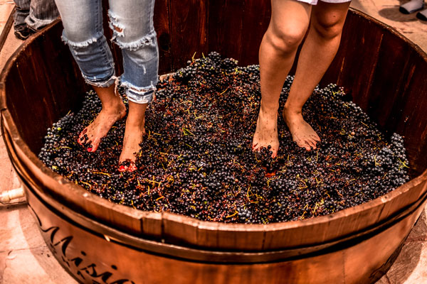 Fiesta de la Vendimia: el evento ideal para las amantes del vino