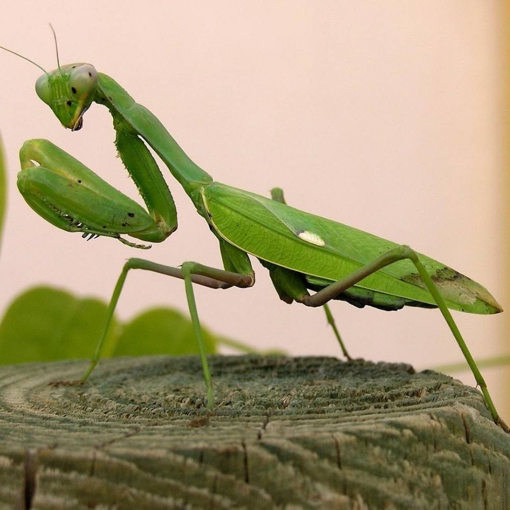 mantis religiosa