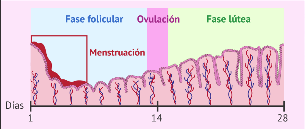 forma de menstruar