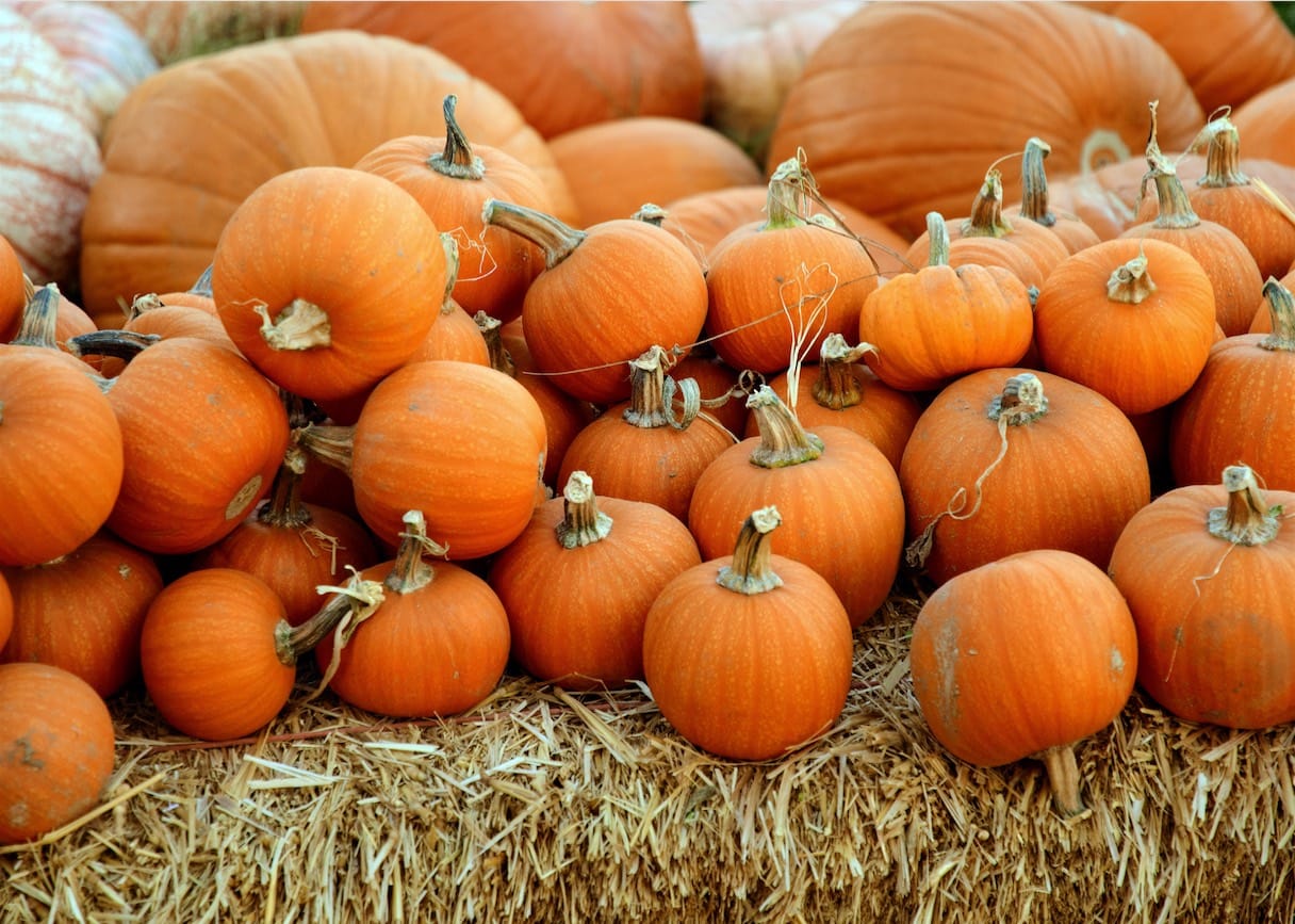 Mascarilla de calabaza para una piel radiante 0