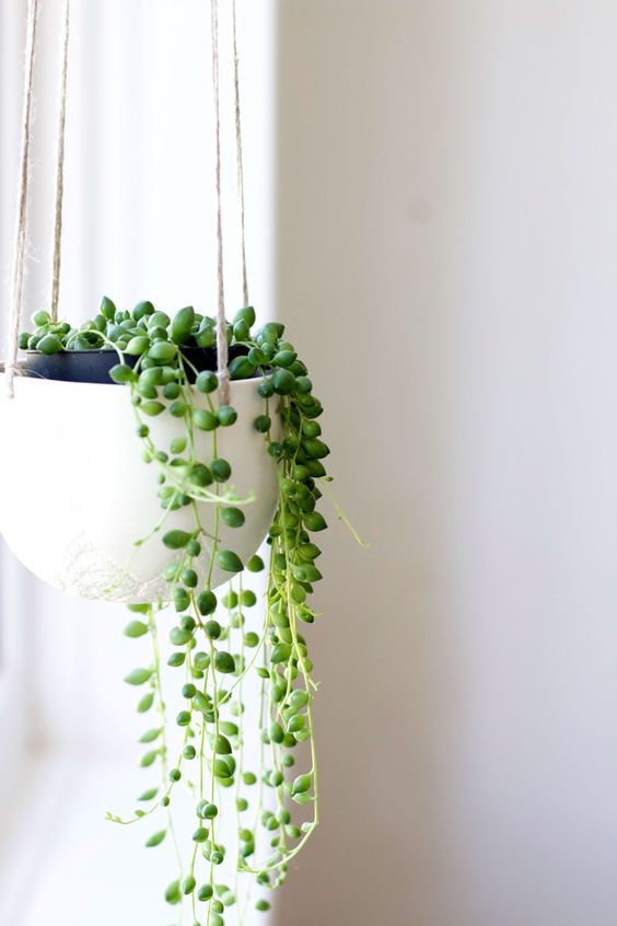 10 ideas para decorar tu departamento pequeño con plantas 0