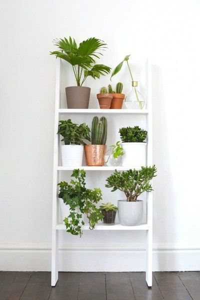 10 ideas para decorar tu departamento pequeño con plantas 4