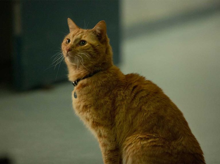 capitana-marvel-gato | Mujer de 10