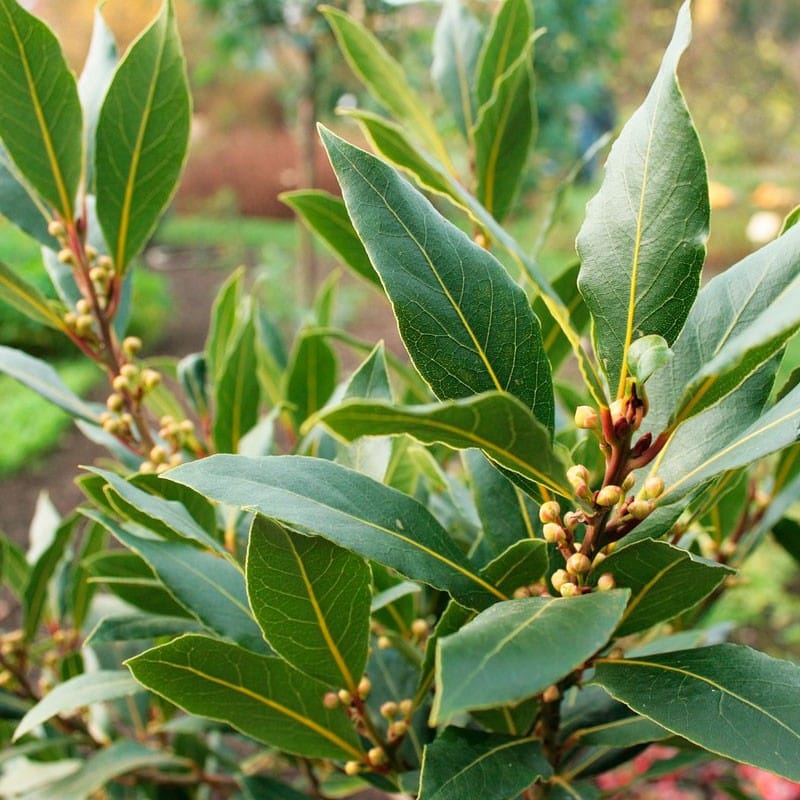 Plantas que alejan los insectos de tu casa