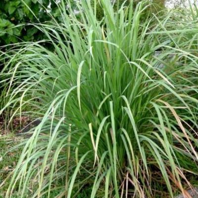 8 Plantas que alejan los insectos de tu casa 2