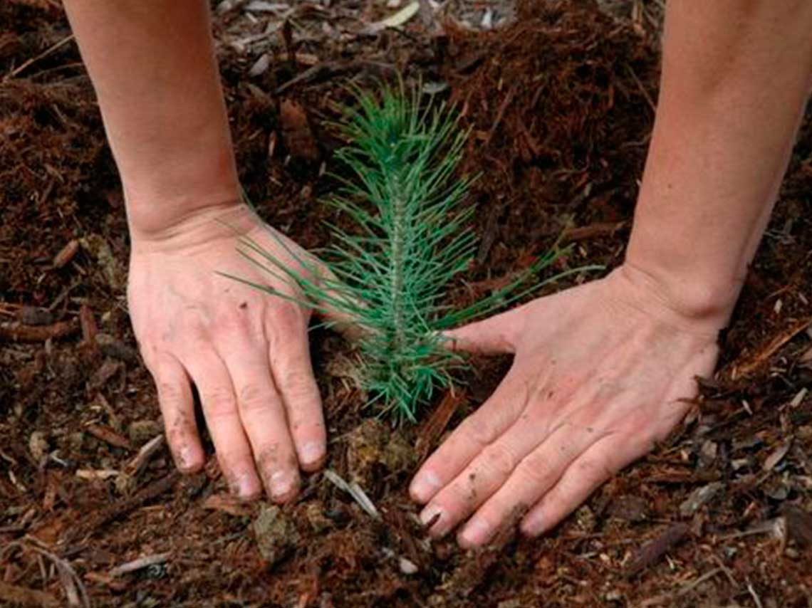 Mira cómo puedes Reforestar en CDMX 0