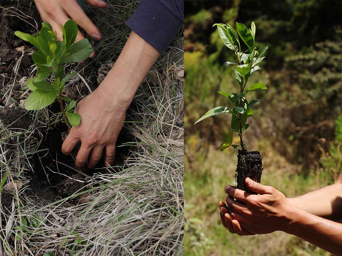 Mira cómo puedes Reforestar en CDMX 3