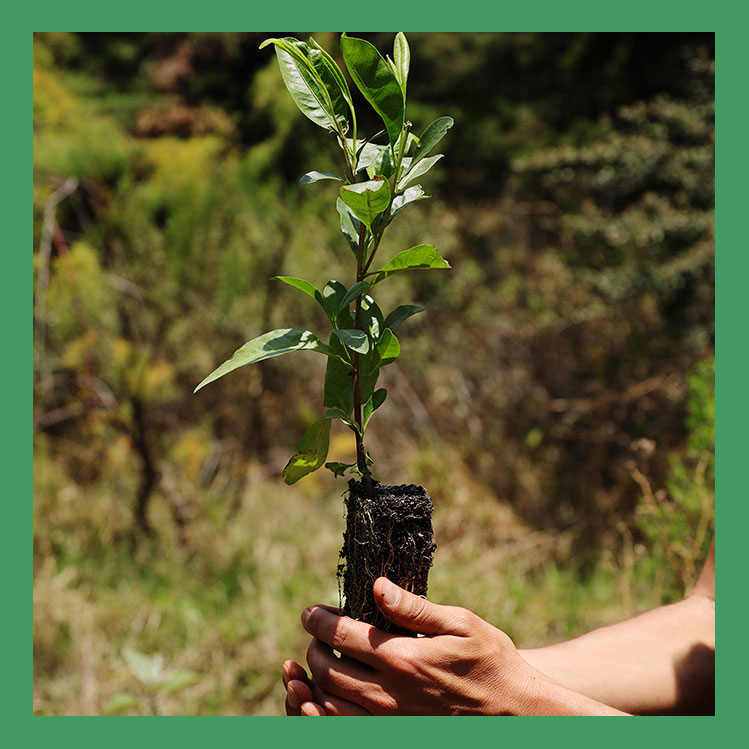 Mira cómo puedes Reforestar en CDMX