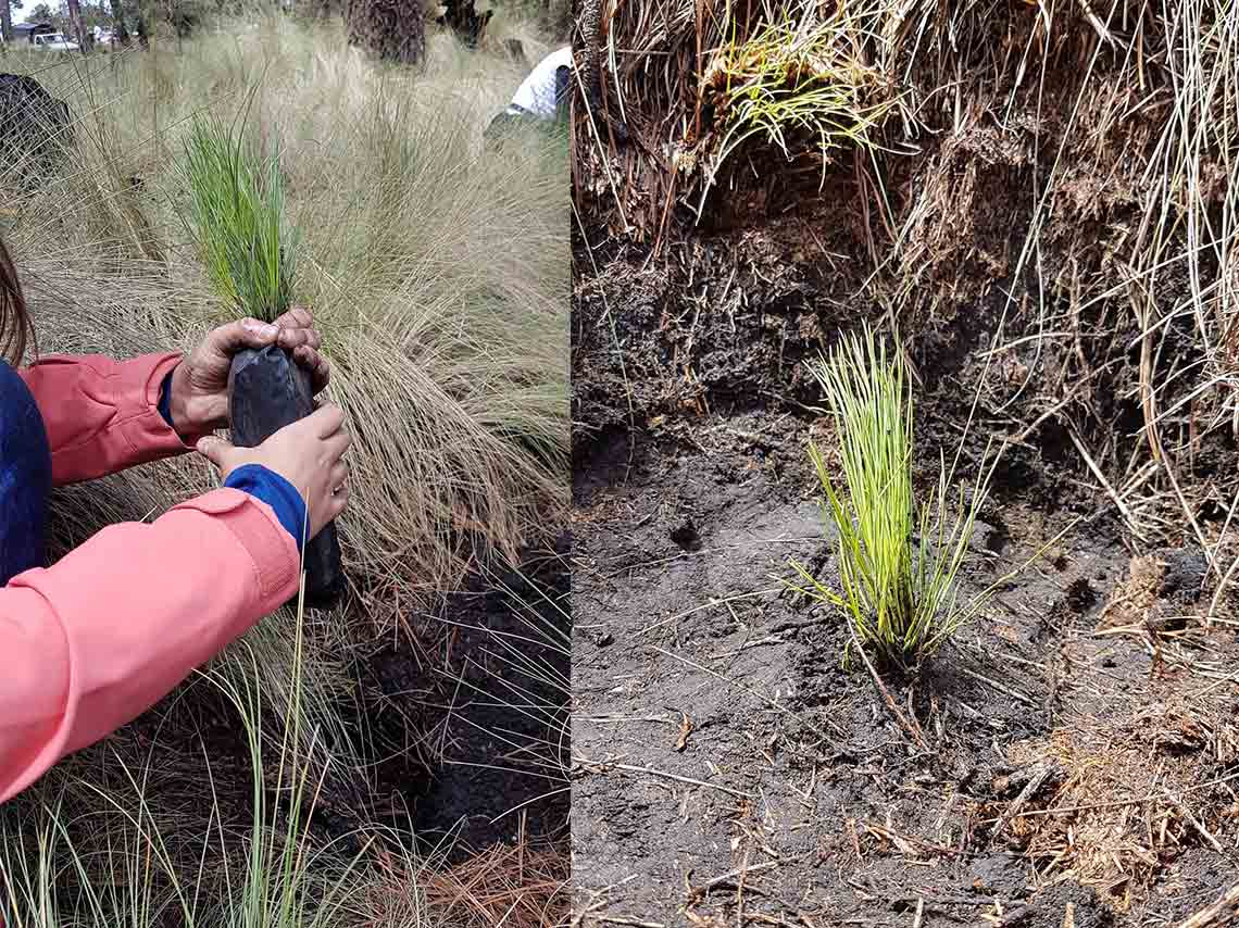 Mira cómo puedes Reforestar en CDMX 2