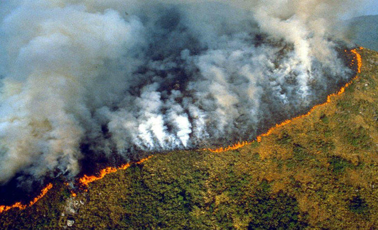 6 lugares donde puedes donar para ayudar al Amazonas 0