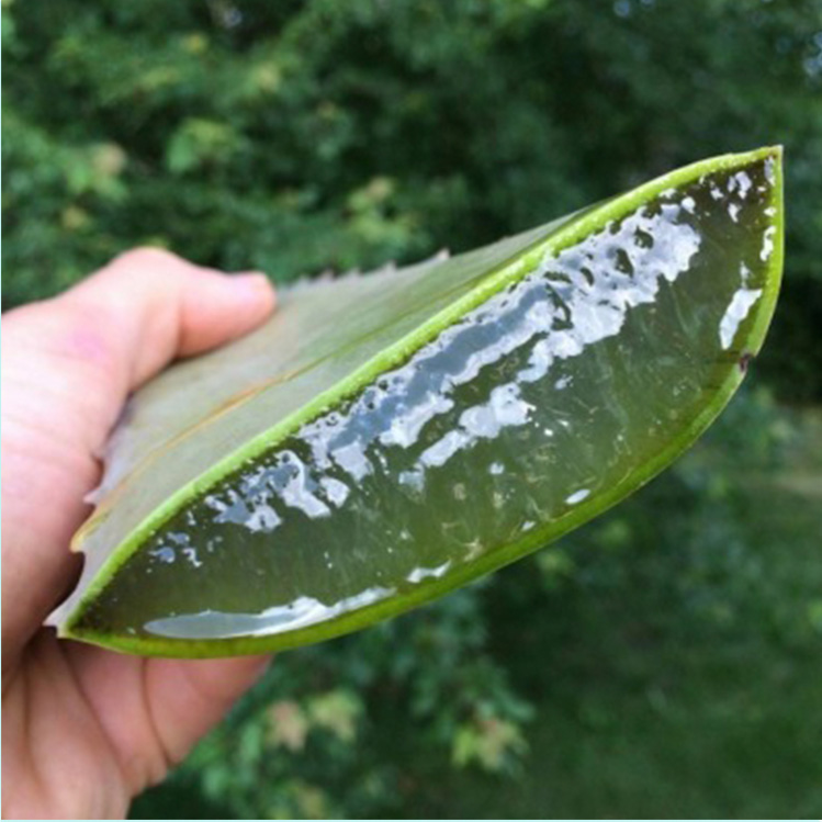 Jabón casero de aloe vera y limón para el acné