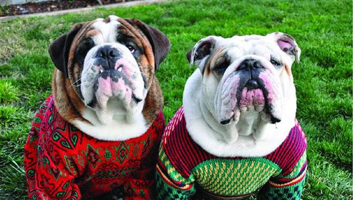 ugly sweaters para perros