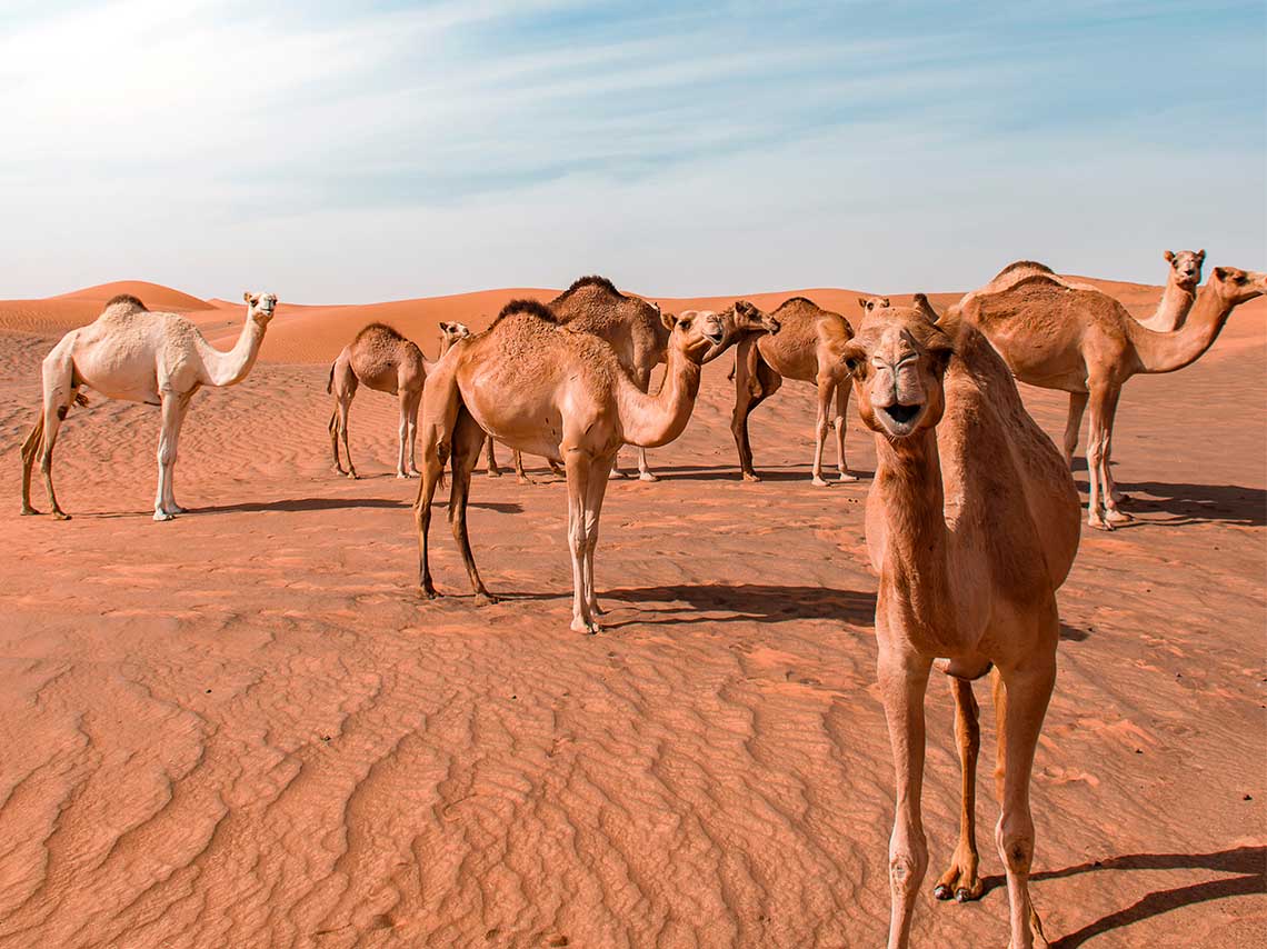 aerolinea-emirates-arabes-camellos