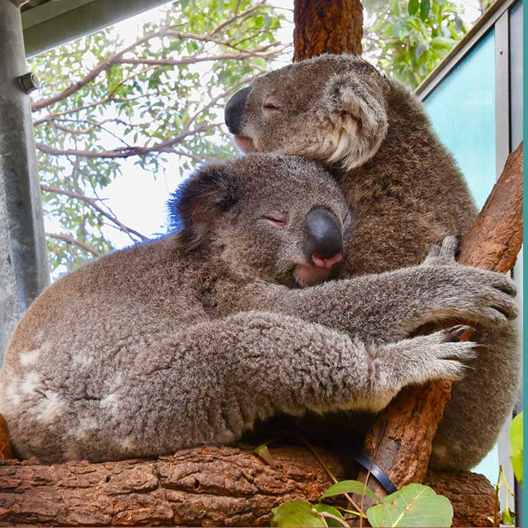 ¿Cómo ayudar a los koalas de Australia? ¡puedes adoptar!