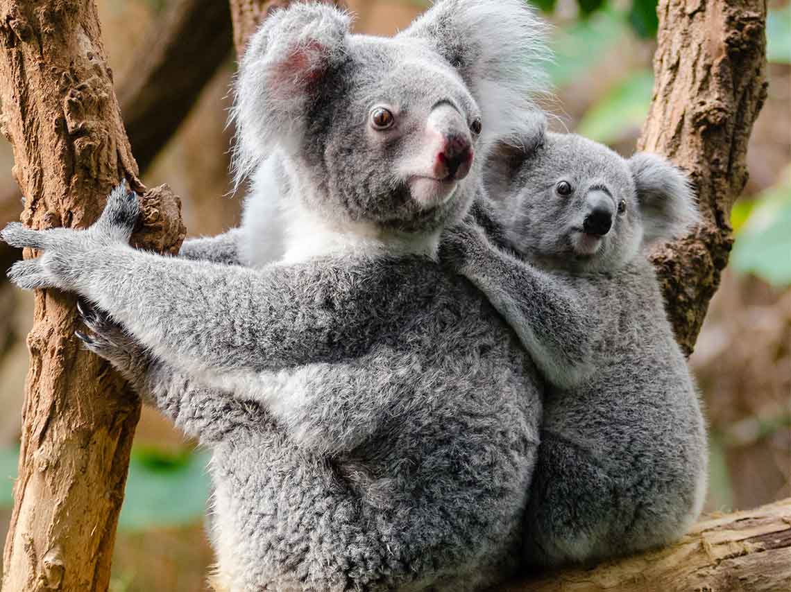 ¿Cómo ayudar a los koalas de Australia? ¡puedes adoptar! 3