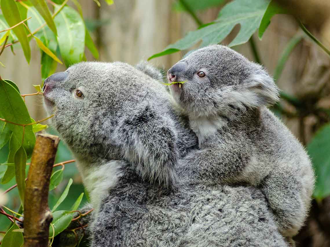 ¿Cómo ayudar a los koalas de Australia? ¡puedes adoptar! 0