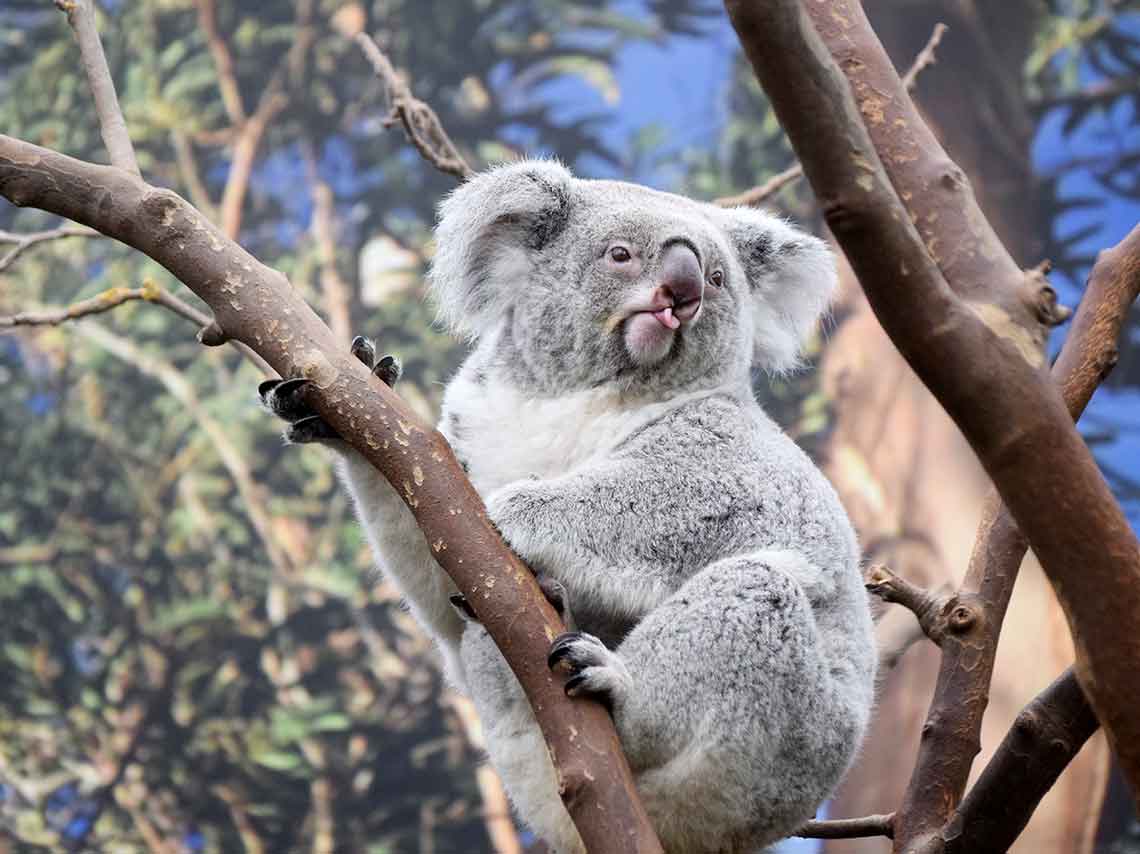 ¿Cómo ayudar a los koalas de Australia? ¡puedes adoptar! 4