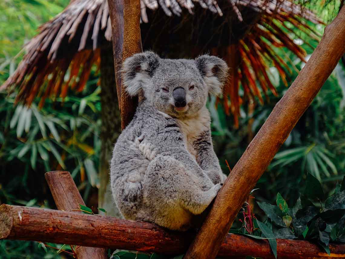 ¿Cómo ayudar a los koalas de Australia? ¡puedes adoptar! 1