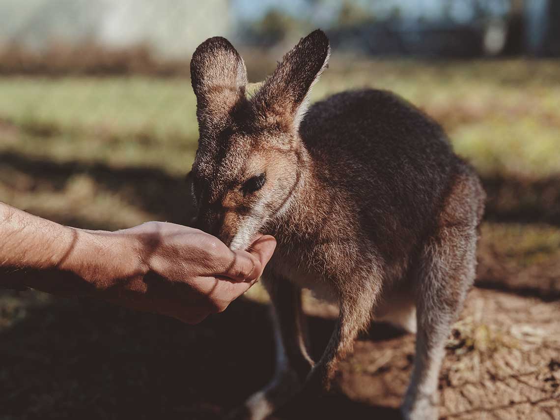 ¿Cómo ayudar a los koalas de Australia? ¡puedes adoptar! 2