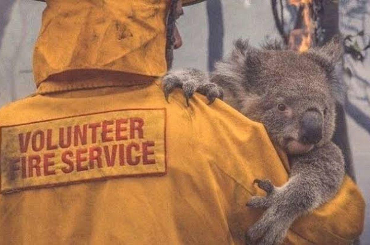 ¿Cómo ayudar a los koalas de Australia? ¡puedes adoptar!