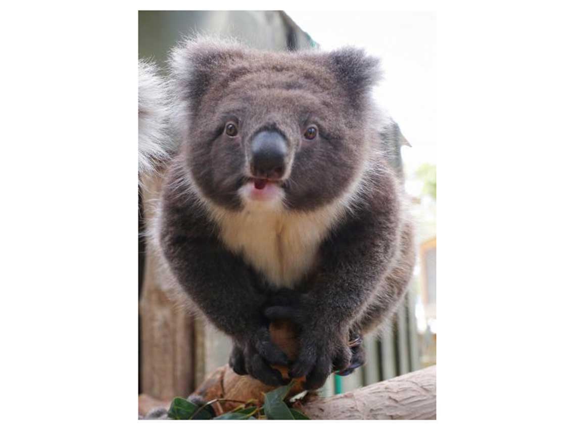 como-ayudar-a-los-koalas-jimmie