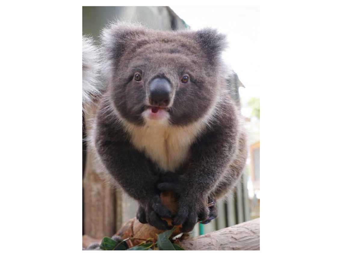 ¿Cómo ayudar a los koalas de Australia? ¡puedes adoptar! 5