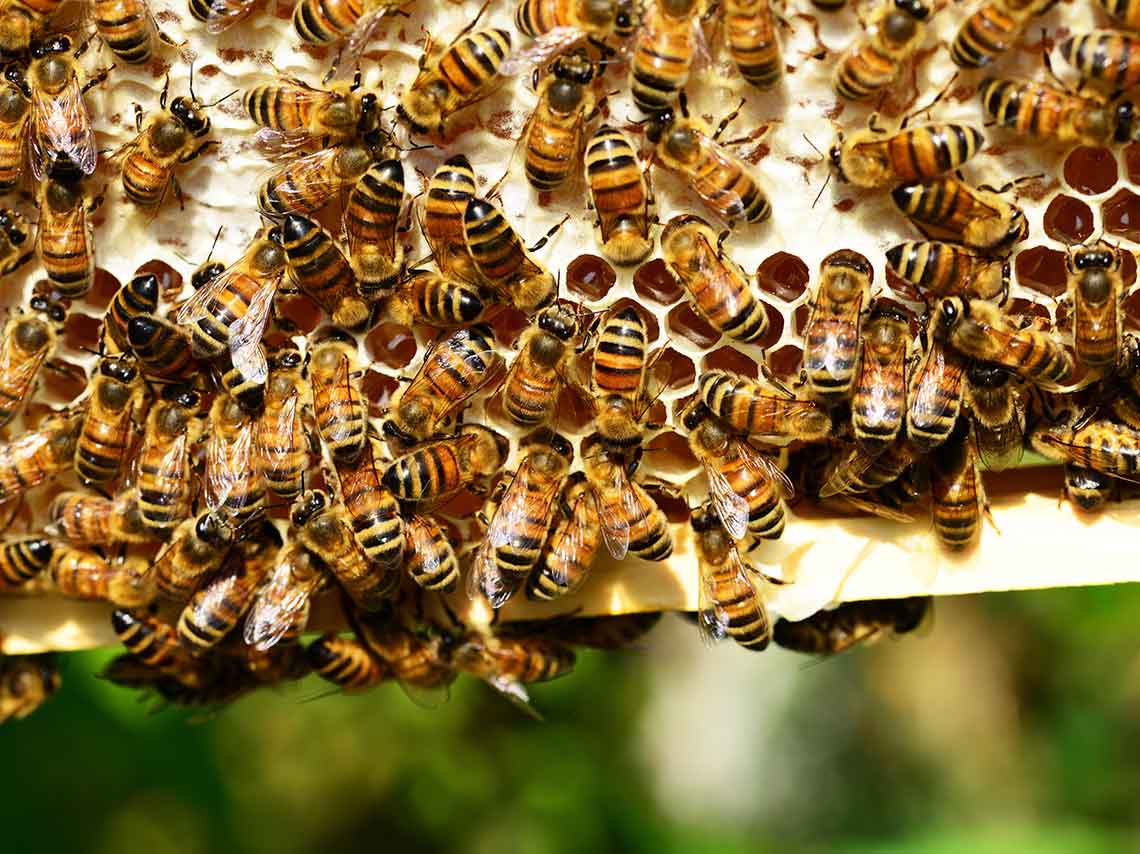 El lado oscuro de la leche de almendras ¡está matando abejas! 2