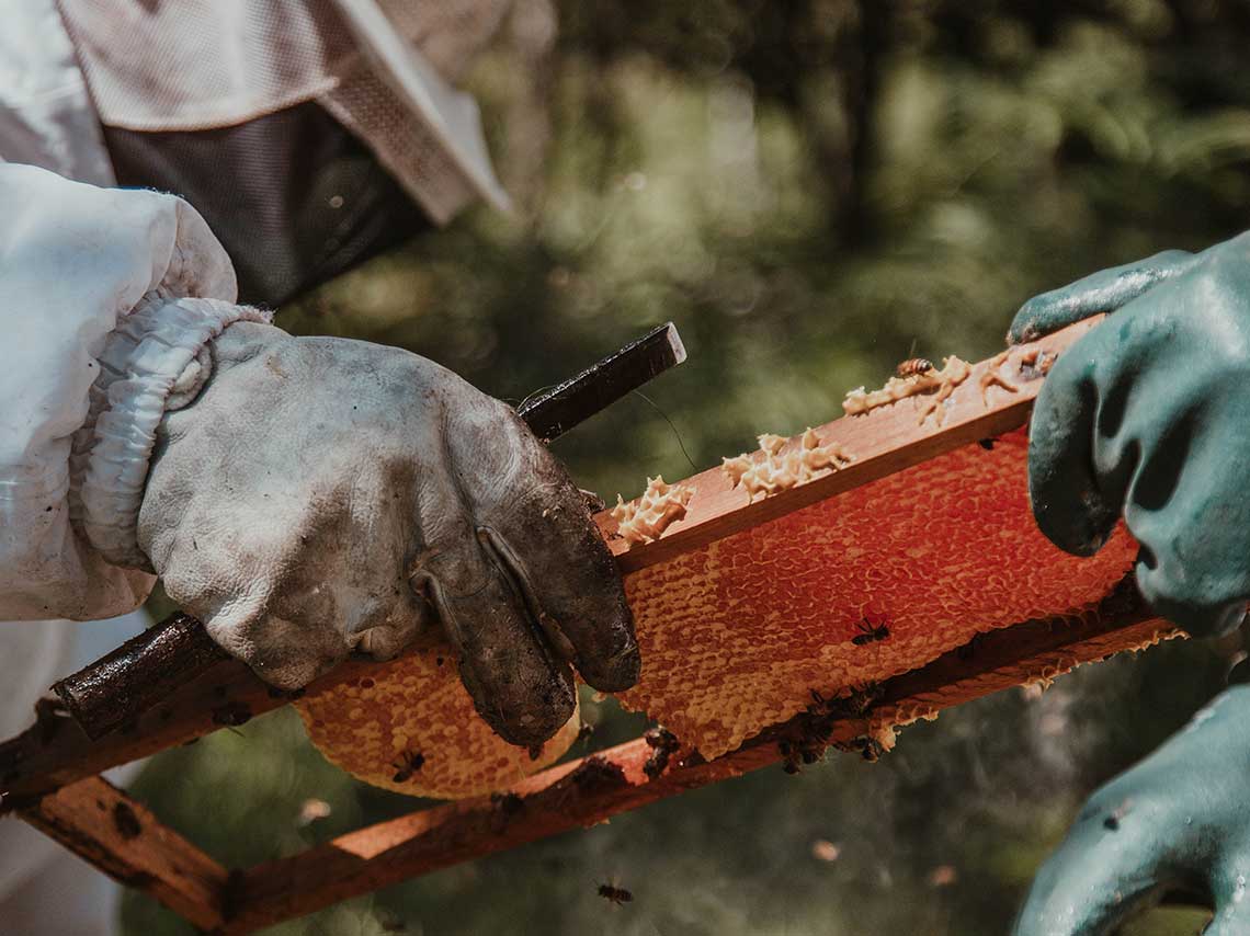 El lado oscuro de la leche de almendras ¡está matando abejas! 0