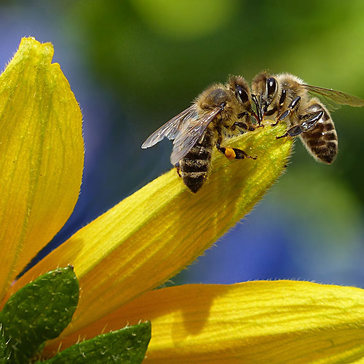 El lado oscuro de la leche de almendras ¡está matando abejas!