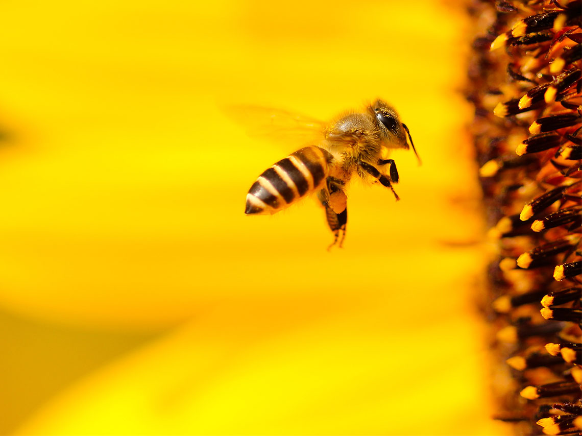 El lado oscuro de la leche de almendras ¡está matando abejas! 1