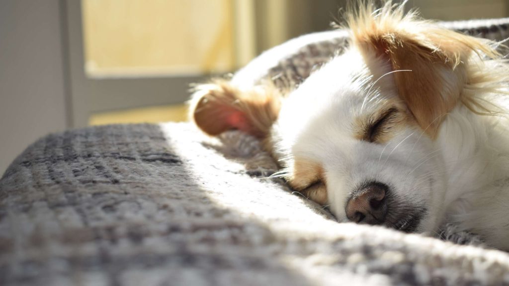 Música para relajar a mascota