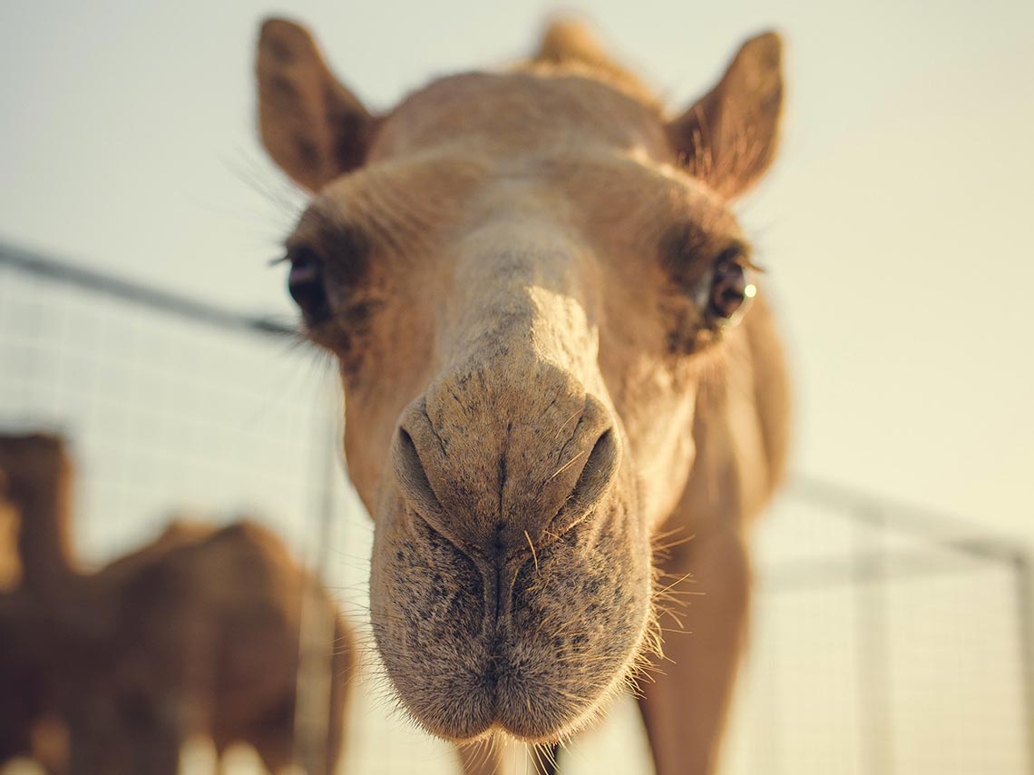 Videollamadas con llamas para calmar la ansiedad 2