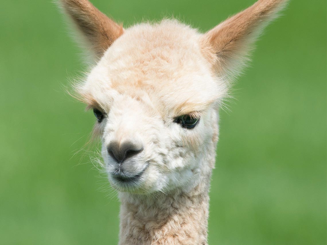 Videollamadas con llamas para calmar la ansiedad 1