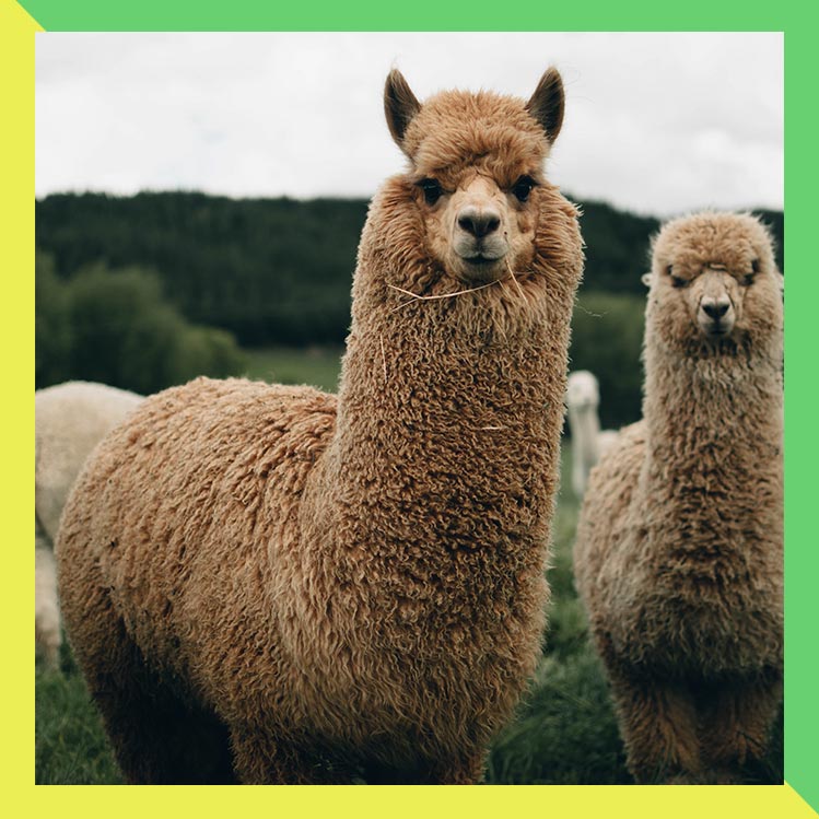 Videollamadas con llamas para calmar la ansiedad