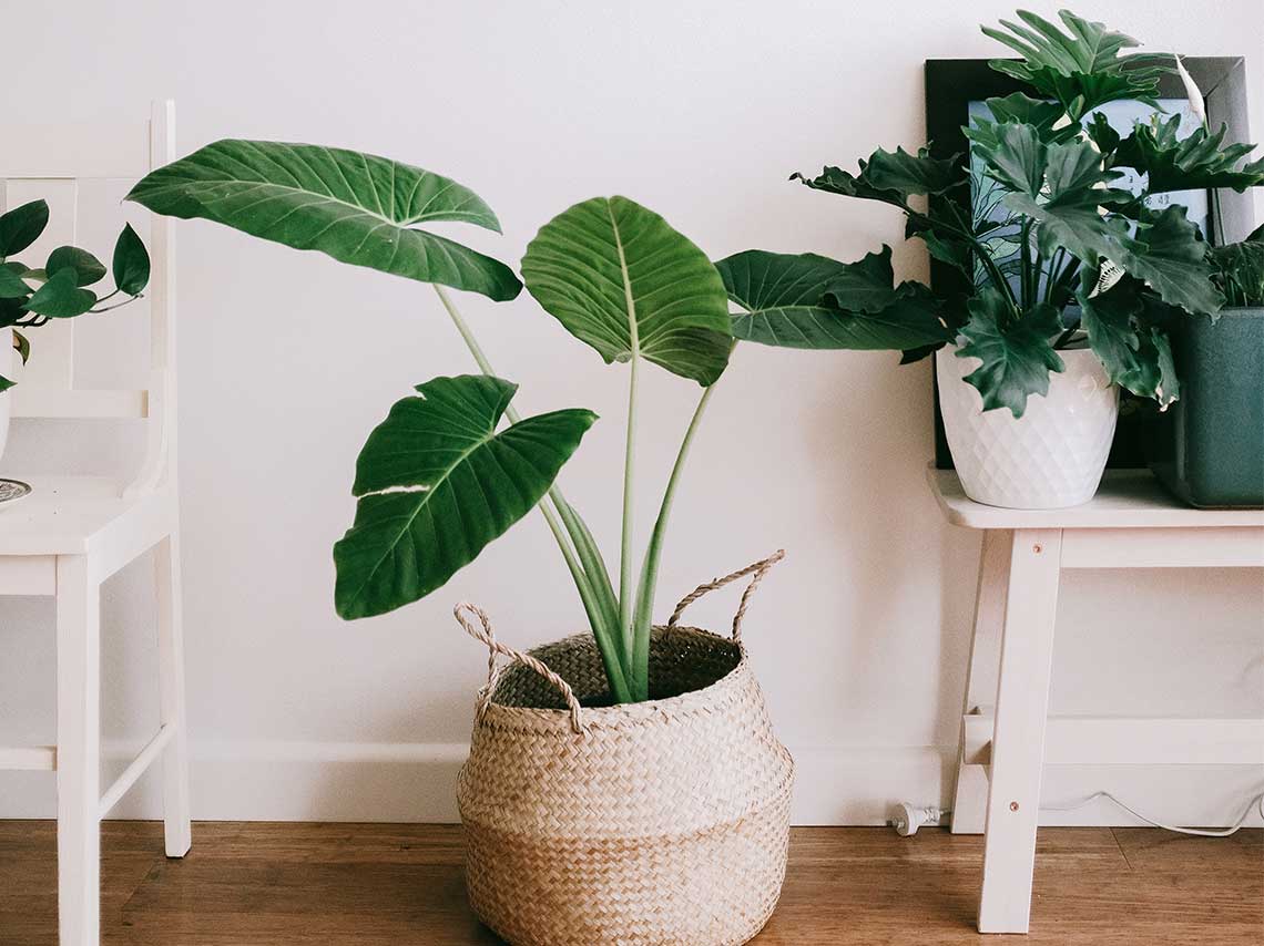 Arregla tu casa con Feng Shui y reduce tu estrés 2