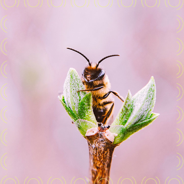 Adopta una abeja y rescátalas en su Día Mundial
