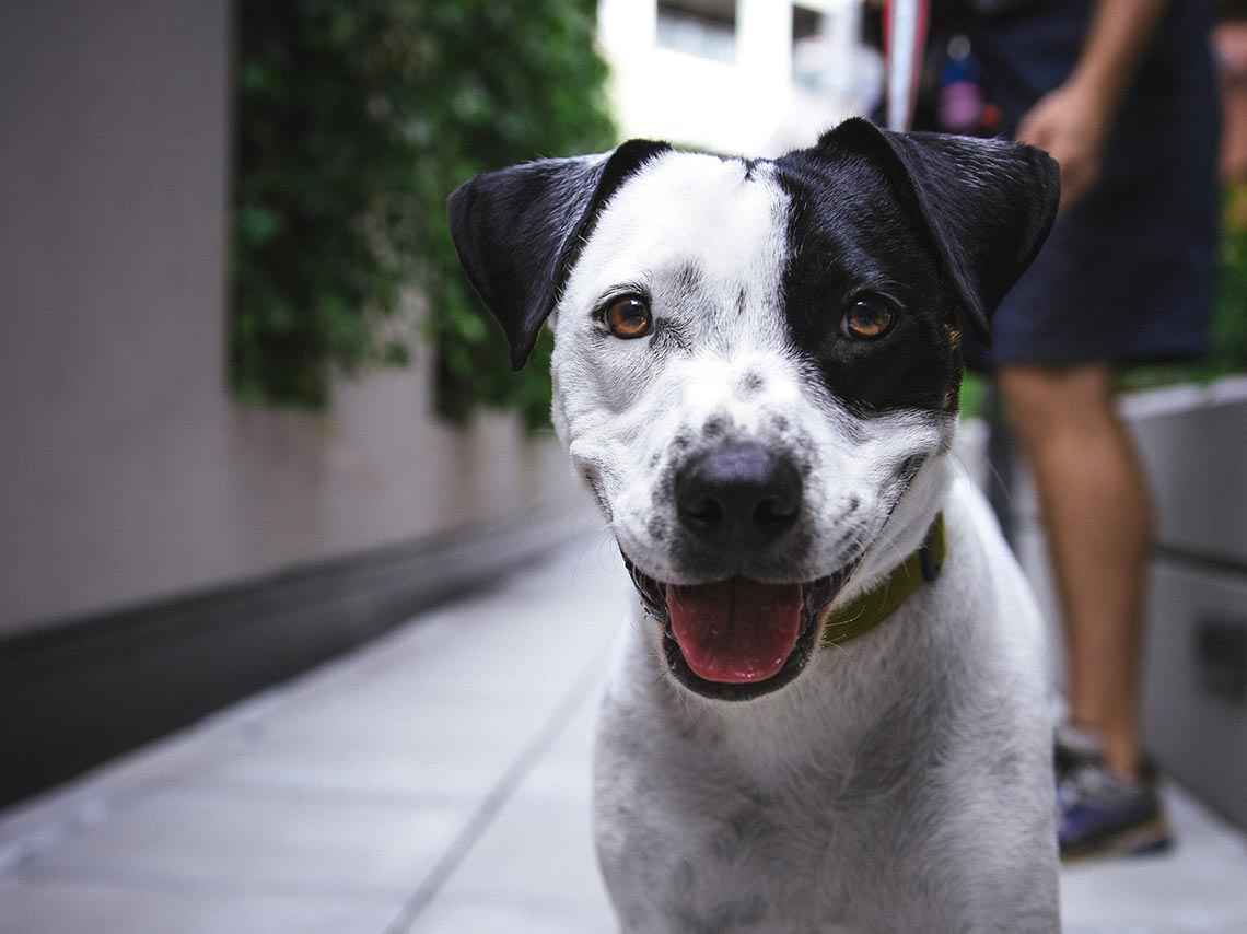 5 ejercicios para ponerte en forma con tu perro 2