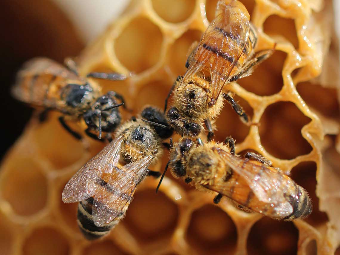 Adopta una abeja y rescátalas en su Día Mundial 5