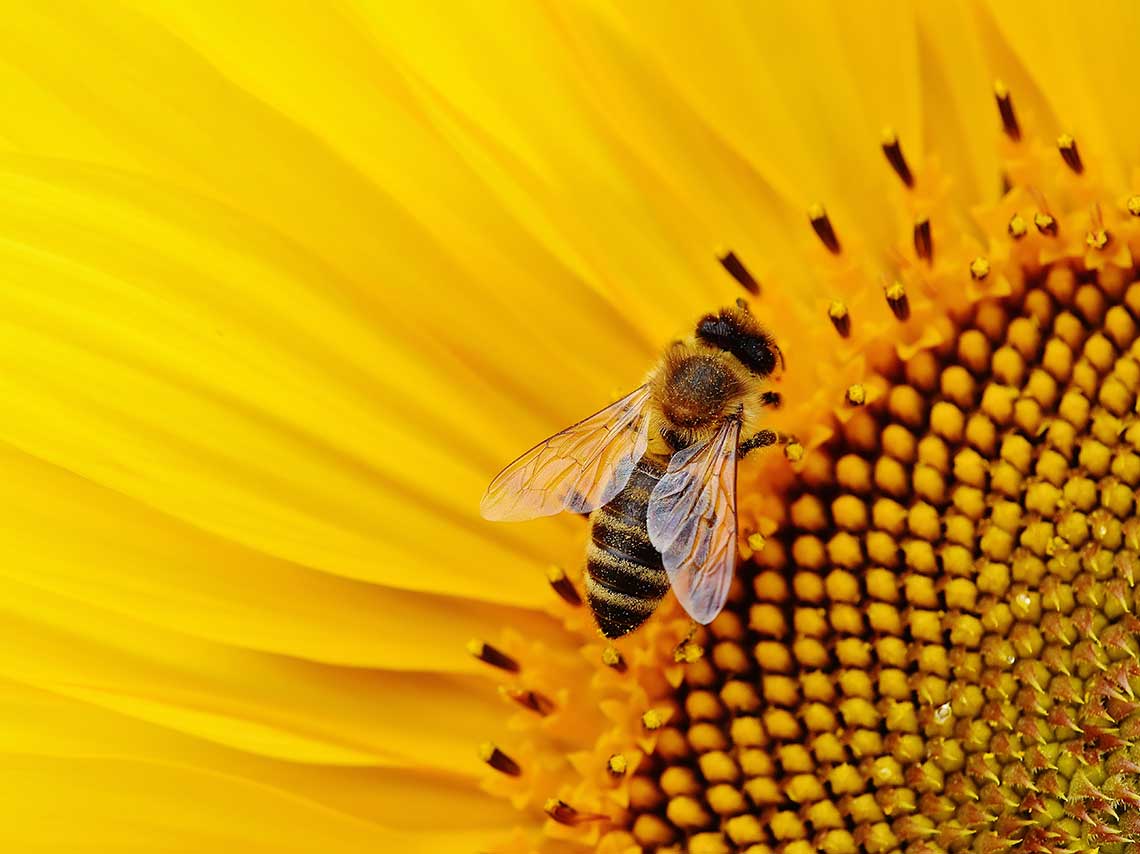 Adopta una abeja y rescátalas en su Día Mundial 2