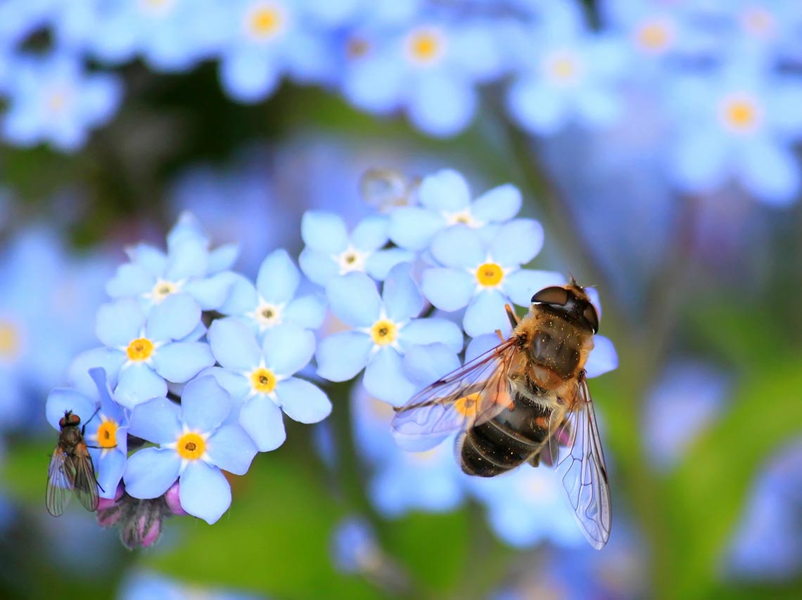 Adopta una abeja y rescátalas en su Día Mundial 3