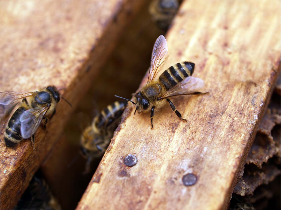 Adopta una abeja y rescátalas en su Día Mundial 4