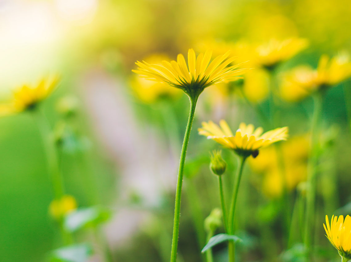 5 tónicos faciales caseros con plantas ¡súper fácil! 0